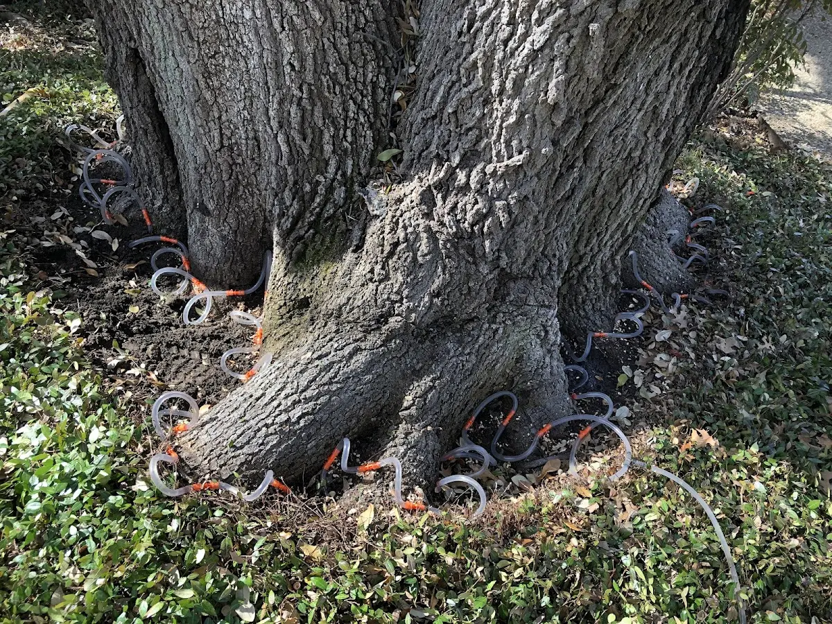 Detailed Tree Cabling and Bracing job site in New Virginia