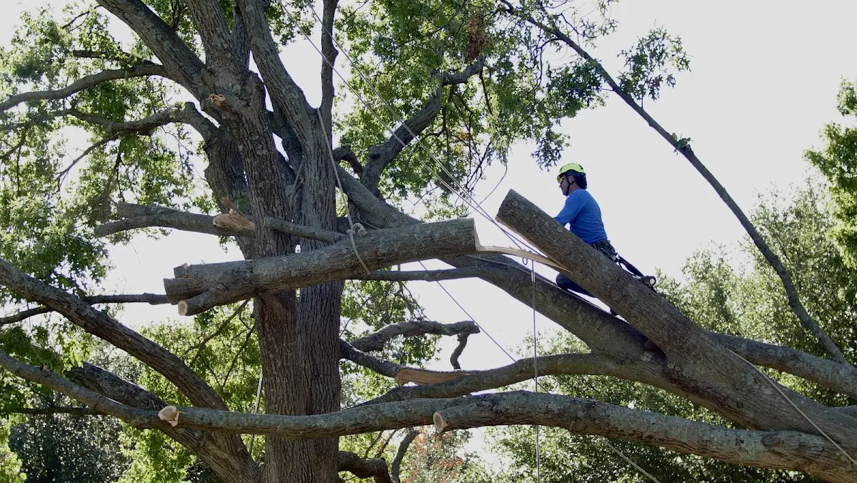 Professional Hazardous Tree Removal performed by certified arborists in New Virginia