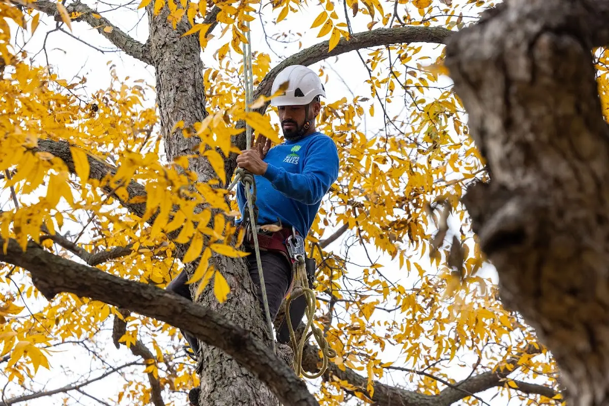 Skilled Tree Transplanting crew working in New Virginia