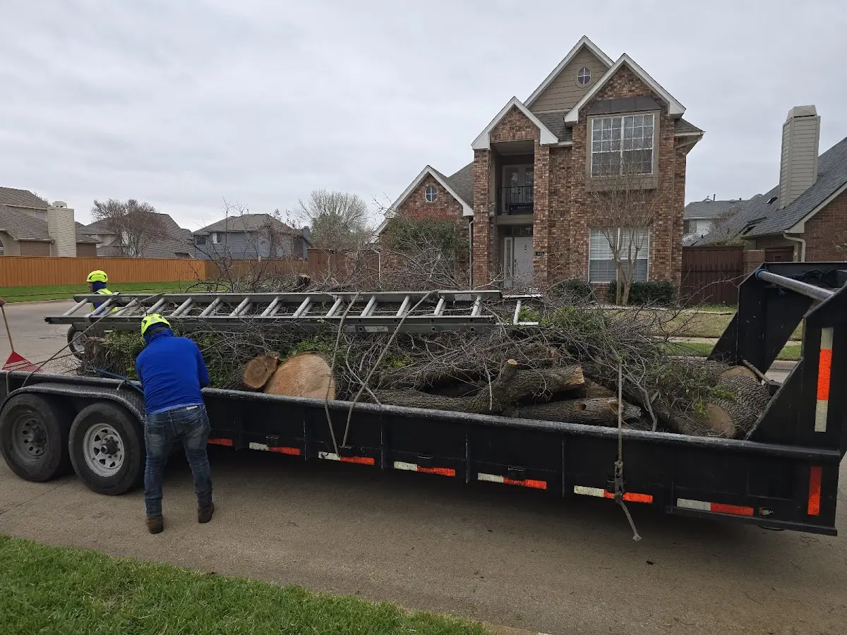 Expert Tree Removal with proper safety equipment in New Virginia